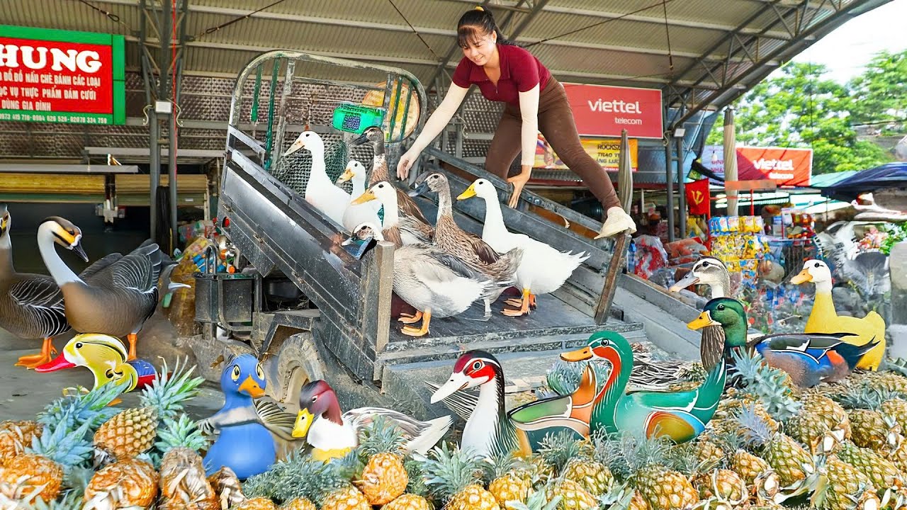 Buy 100+ Musk Duck From A Farmer, Use Truck To Transport 100+ Musk  Duck Go To Market Sell