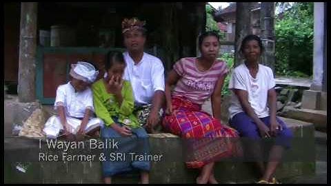 Rice Cultivation in Bali & The System of Rice Intensification (SRI)