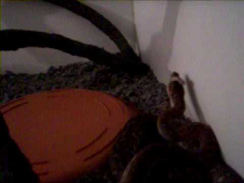 Centralian Carpet Python. Bredli Shedding Skin 2 of 10