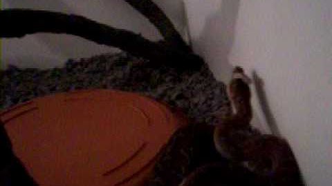 Centralian Carpet Python. Bredli Shedding Skin 2 of 10