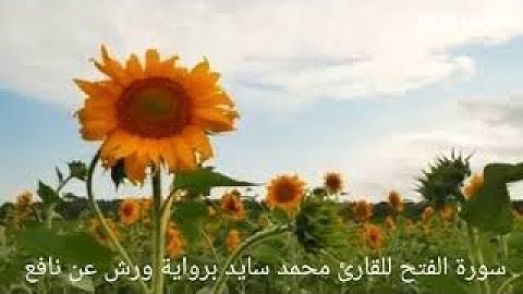 محمد سايد - سورة الطور |052|MOHAMED SAYED - SURAT AL TUR