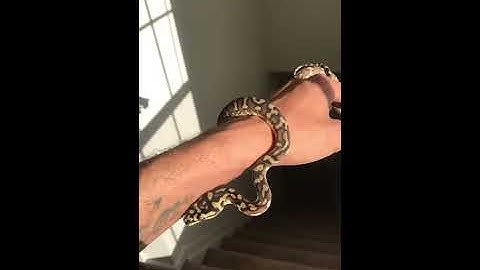 Irian Jaya carpet python