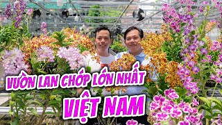 KHÁM PHÁ VƯỜN LAN CHỚP LỚN NHẤT VIỆT NAM? VƯỜN LAN DENDRO CHỚP ÚT HAI BEO - CẦN THƠ.