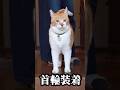 外出た瞬間の顔が勇ましすぎる猫武将 #元野良猫チャチャ #ねこ #cat #猫 #猫武将 #猫侍　#shorts