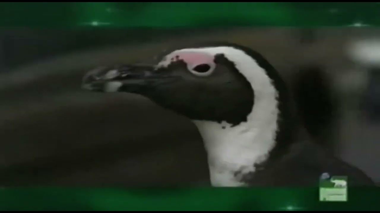 Animal Planet Christmas Song Promo (2004)