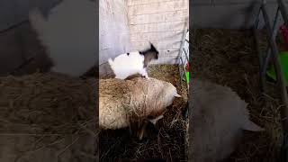 Funny Moments