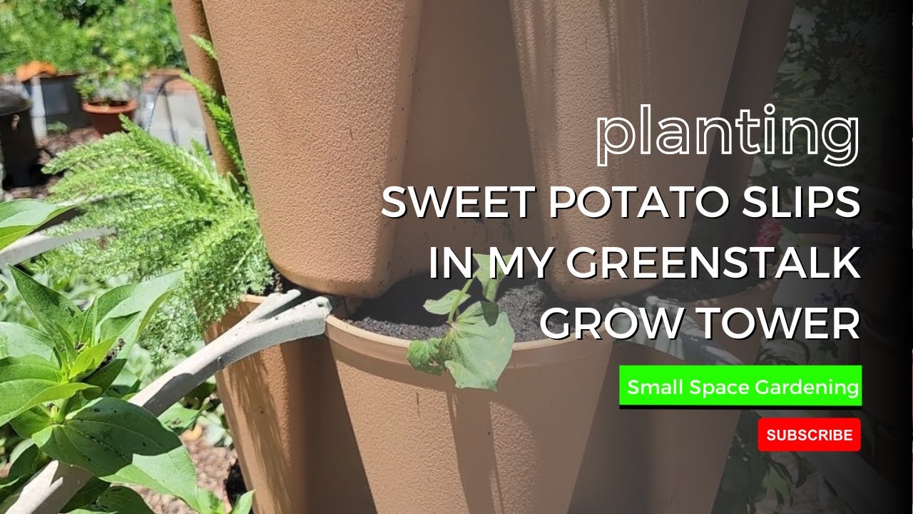 Growing Sweet Potatoes Plant In My Vertical Greenstalk Tower YouTube