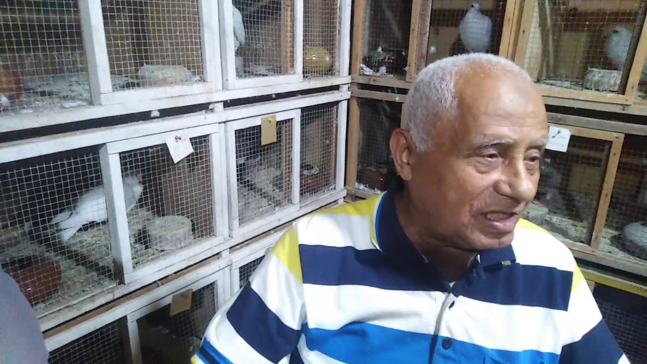 الاسطوره وحكاوي الغواى مع احلى مشاهدين#احمدماكو والحمام احلى حاجه في الدنيا