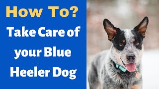 How to Properly Take Care of your Blue Heeler Australian Cattle dog?