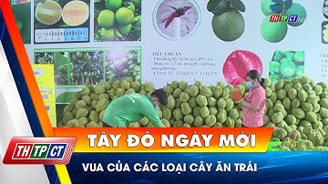 Vua của các loại cây ăn trái| Cần Thơ TV