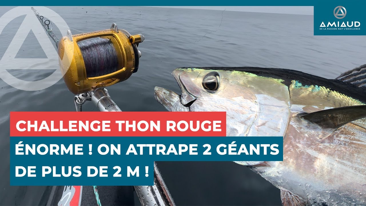 Challenge National Thon Rouge | Énorme ! On attrape 2 géants de plus de 2 m !