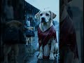 The poor puppy is going out of country but suddenly her mother is ill #sad #viral #trending