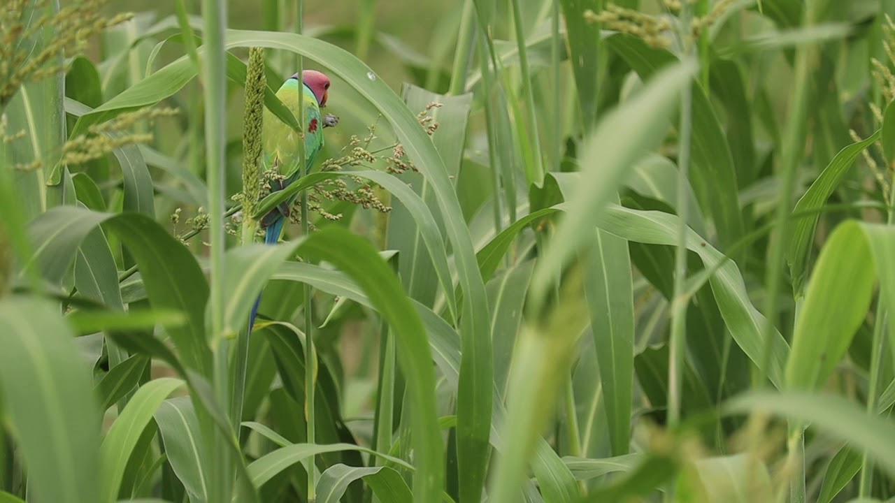A plum headed parakeet eating a jowar and that bird is very beautiful