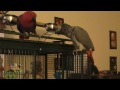 Parrot Friends: Eclectus and African Grey