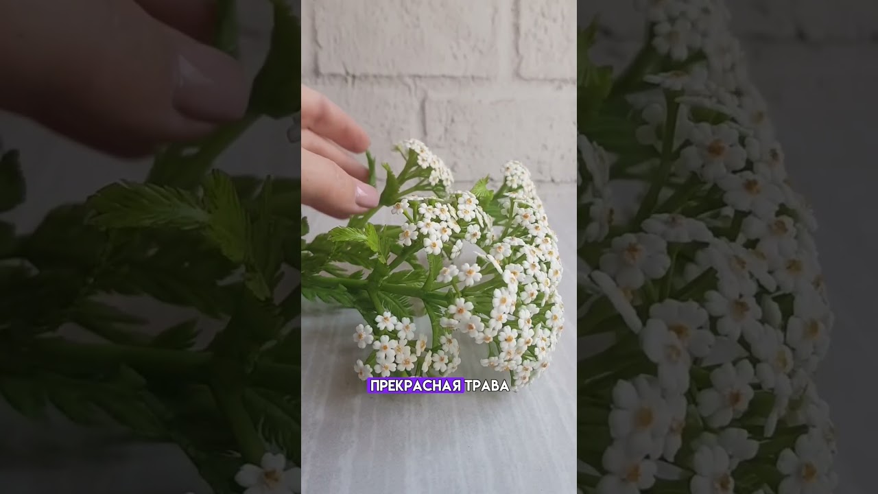 СВОЙСТВА ТЫСЯЧЕЛИСТНИКА🌱