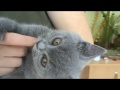 Ласковый и ручной британский котенок. П-к Silvery Snow