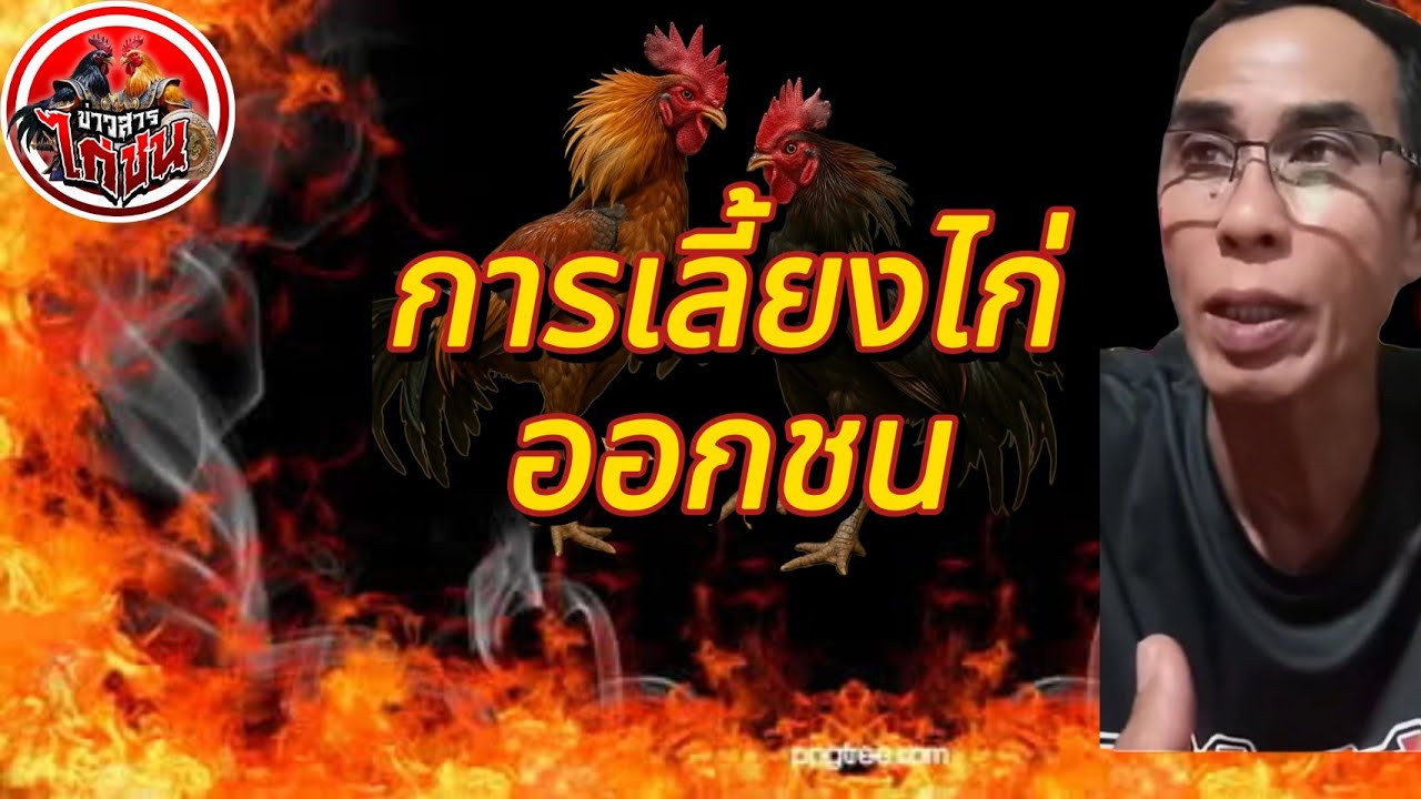 สูตรเลี้ยงไก่ออกชน 14-21วันของน้าอ้วน50ไฟล์ไร้พ้าย#ซุปเปอร์เจี๋ยง