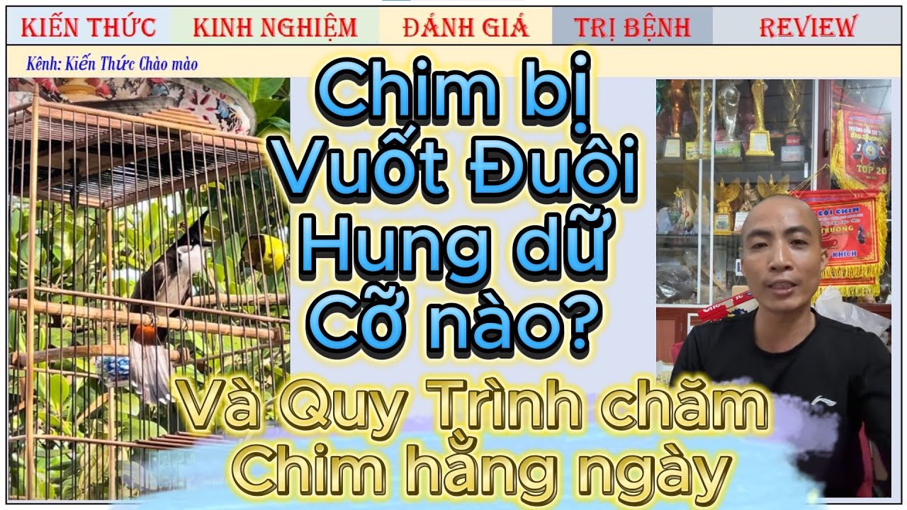Nói về những con Chim Cắn đuôi hung dữ thế nào/ Nên lựa chọn vì sao?