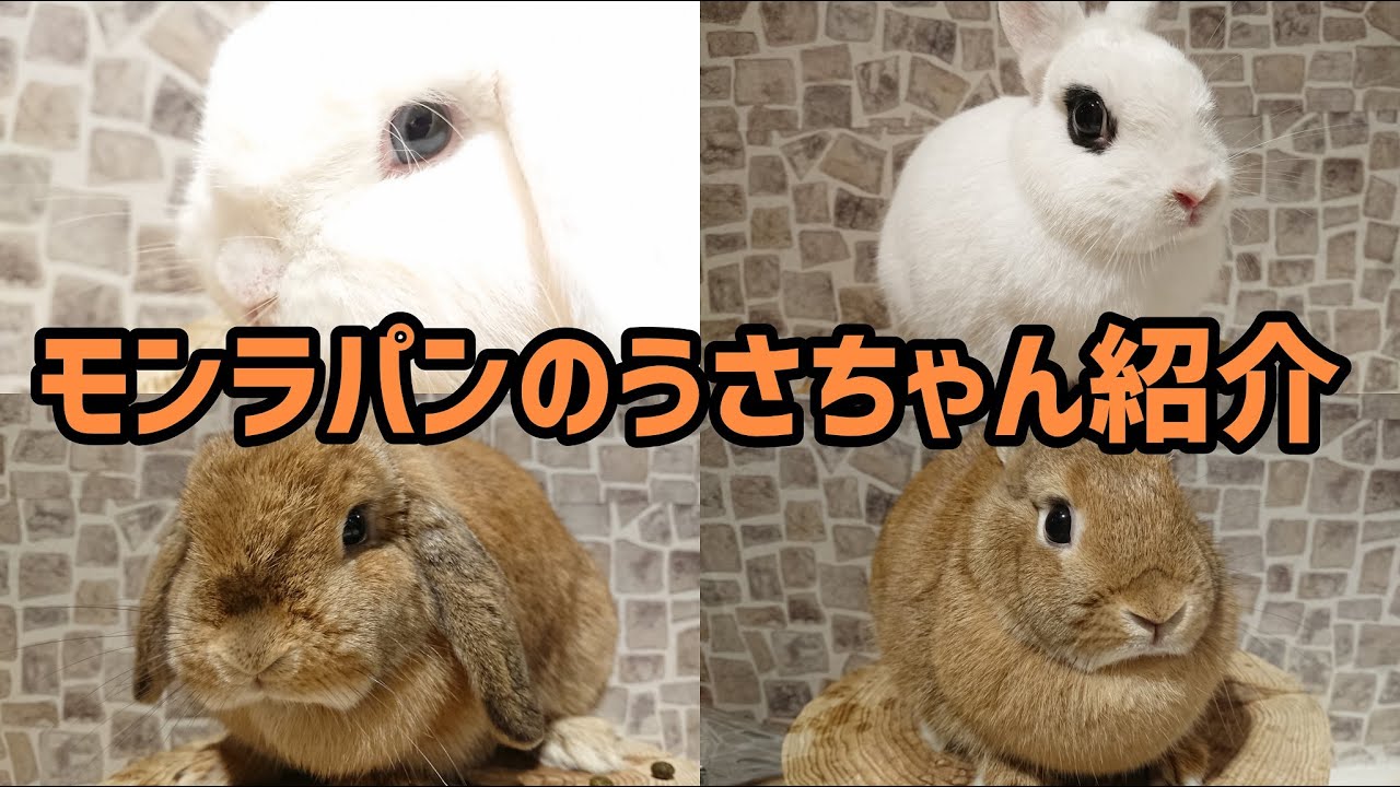 うさぎ専門店monLapin】うさちゃん紹介！ - YouTube