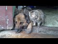 Cat end Dogs/ 12 years together/Dogs as always lives with cats/