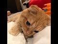 疲れた時に見たい！猫ちゃんの生態が可愛くて癒される♡～The ecology of the cat is cute and healed.