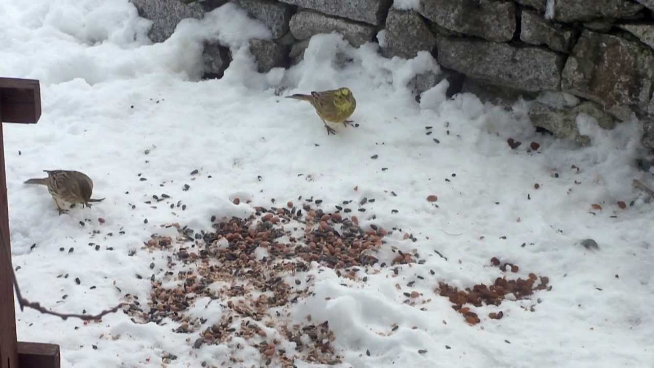 TRZNADLE. YELLOWHAMMERS.
