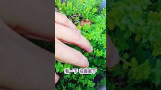 開箱3年莖｜百里香 / Thyme｜雖是多年生但不好種｜這一棵活3年了！