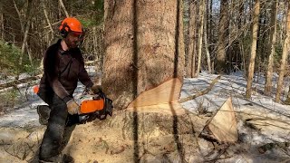 Logging In Maine 2022. Stihl 462 Bark box
