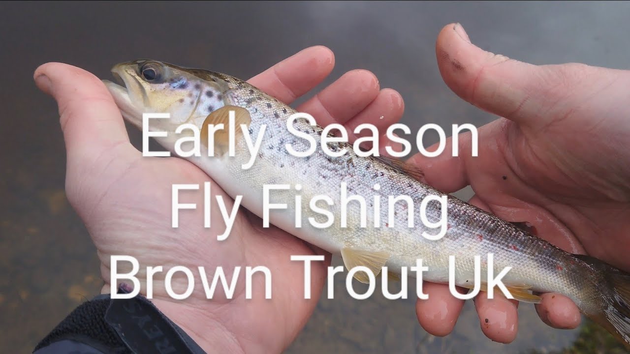 Early Season Fly Fishing Brown Trout Uk YouTube