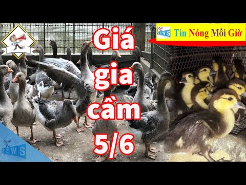 Giá gia cầm hôm nay 5/6 | Gà công nghiệp bất ngờ tăng 3 giá | Tin Nóng Mỗi Giờ | Foci