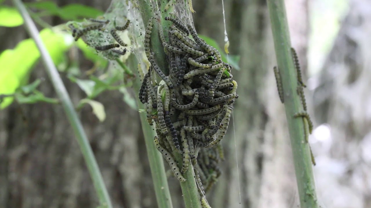 umass-extension-s-insectxaminer-episode-3-euonymus-caterpillar-life