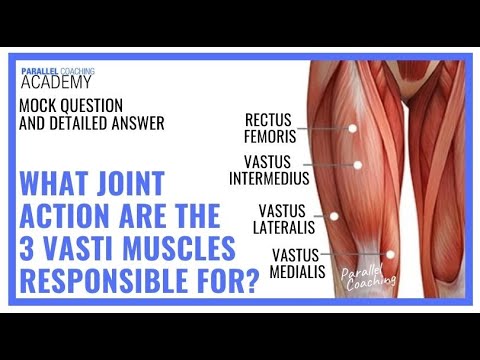 What Joint Actions Are The Vasti Muscles Responsible For