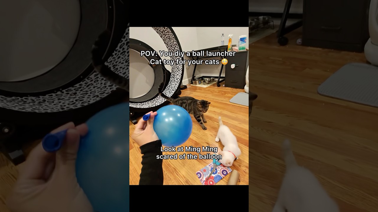 Should I make more diy cats toys?😝🥰 