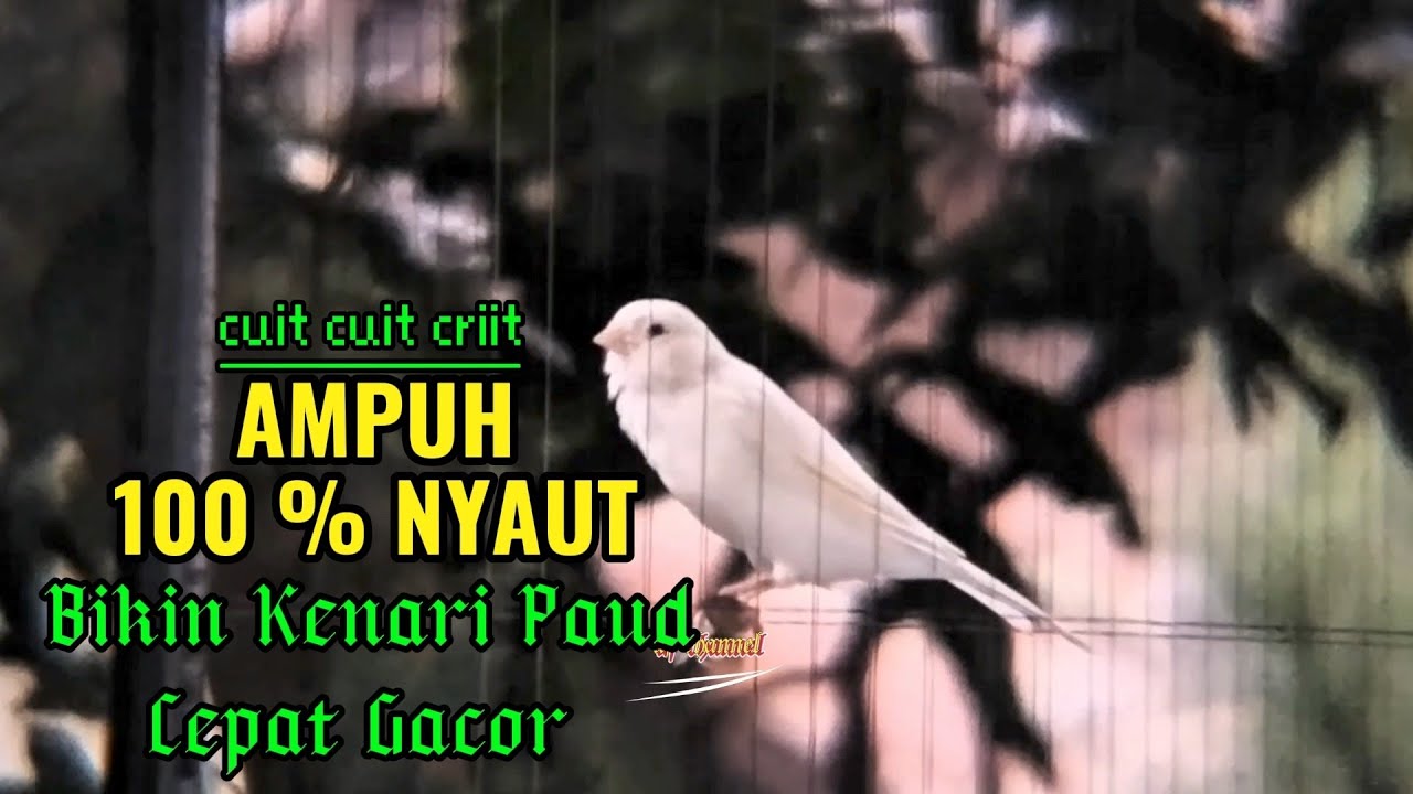 KENARI GACOR CUIT CUIT MEMANGGIL LAWAN BIKIN EMOSI |16| COCOK BUAT PANCINGAN KENARI BELAJAR BUNYI