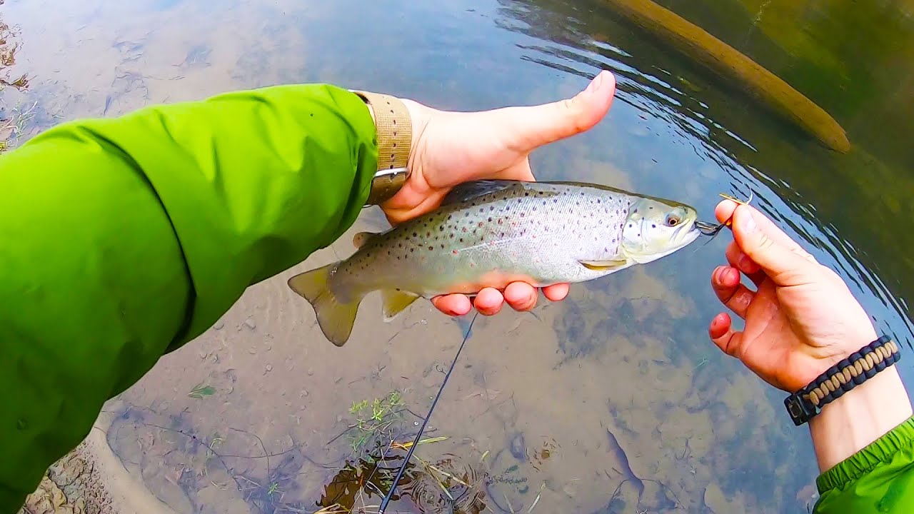 WEST BRANCH Delaware River (PA Wild Brown & Wild Rainbow Trout) YouTube