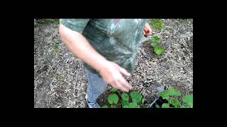 Exclusive Planting Buttercup Winter Squash Transplants Information