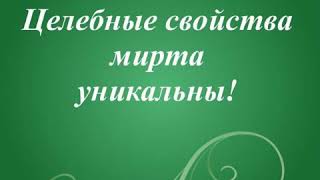 Мирт. Лечебные свойства. Рецепты. Мирт. Лечебные свойства. Рецепты.