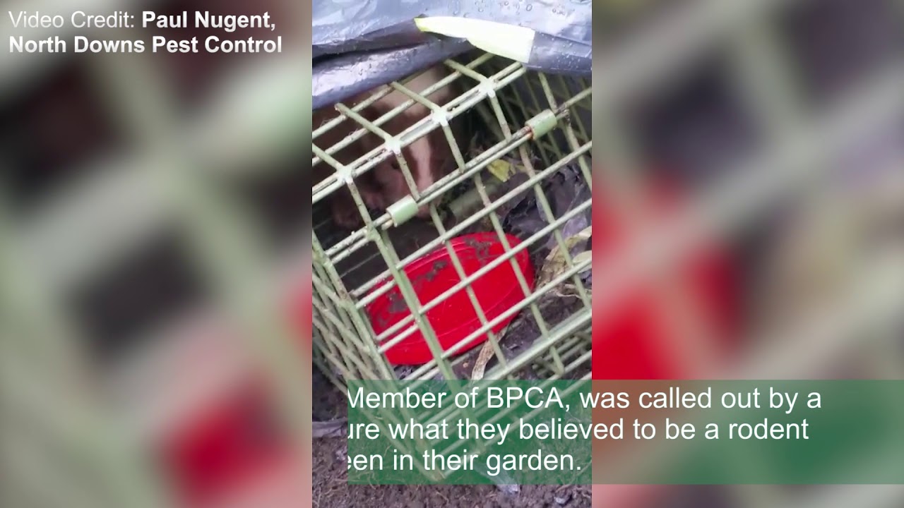 BPCA Member discovers a Skunk in his live trap