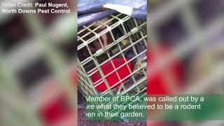 BPCA Member discovers a Skunk in his live trap
