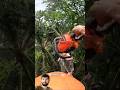 Chainsaw Got Stuck in Wood || Cutting Trees Video Clips #youtubeshorts #shortsfeed #shorts