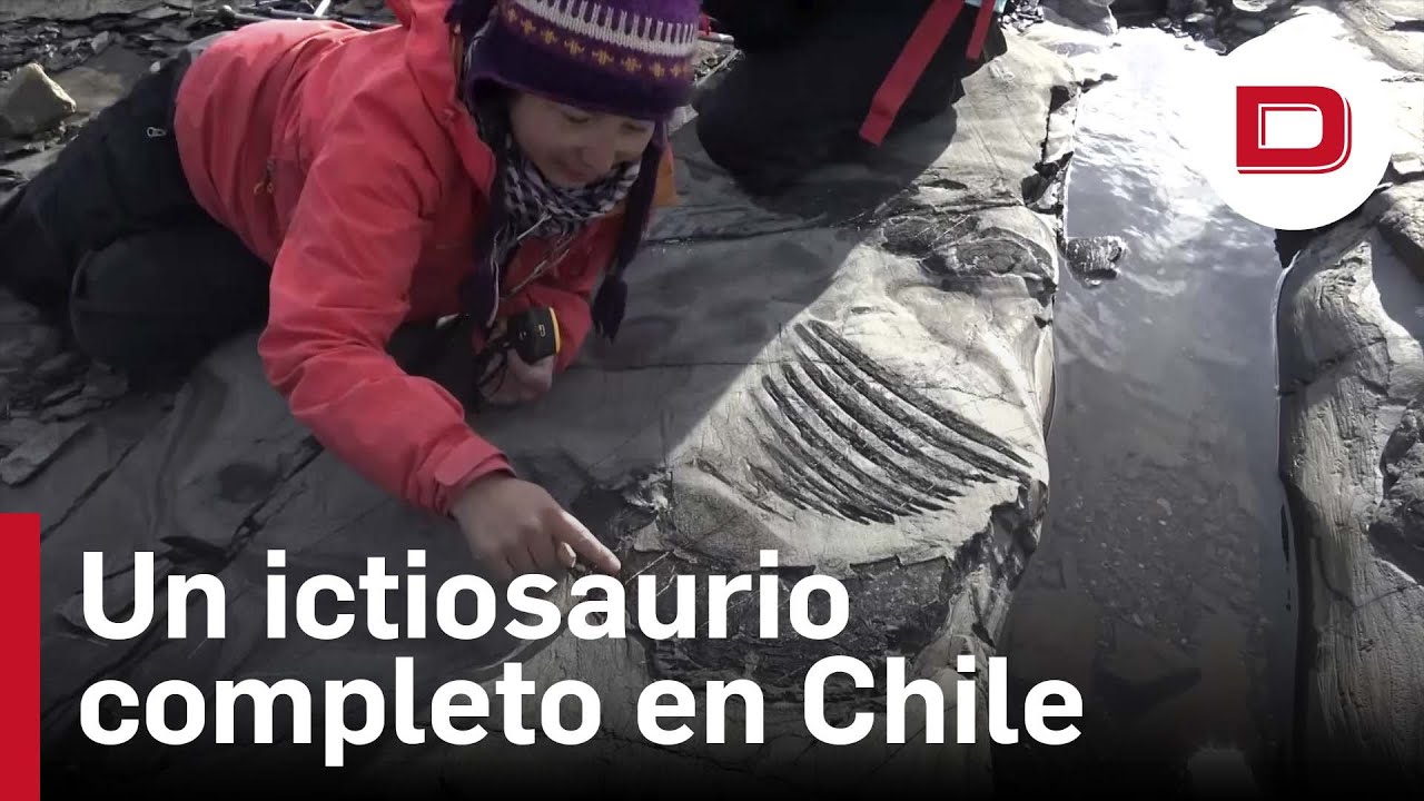 Encuentran en un glaciar de Chile a «Fiona», el primer ictiosaurio completo