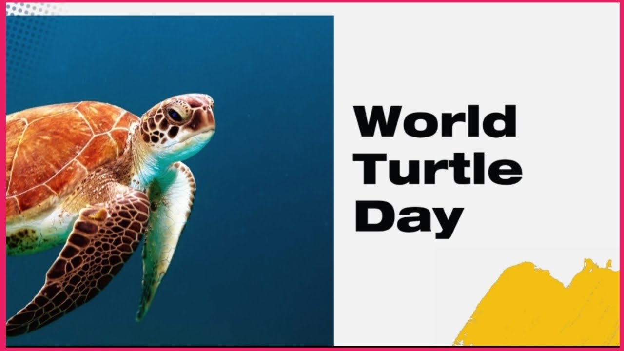 World Turtle Day / Turtle Day / International Turtle Day . - YouTube