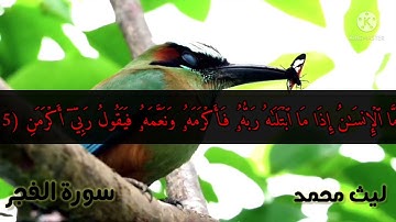 سورة الفجر كاملة ~ تلاوة خاشعة ~ #قران_كريم - #ليث_محمد