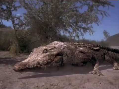 2000 Crocodile