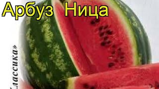 Арбуз Ница (Арбуз). Краткий обзор, описание характеристик, где купить семена citrúllus lanátus