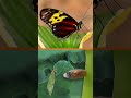 Metamorphosis in Insects and Frogs