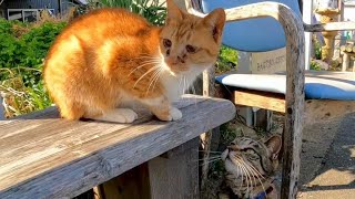 港のベンチに猫が座っていたので隣に座ってナデナデしてきた
