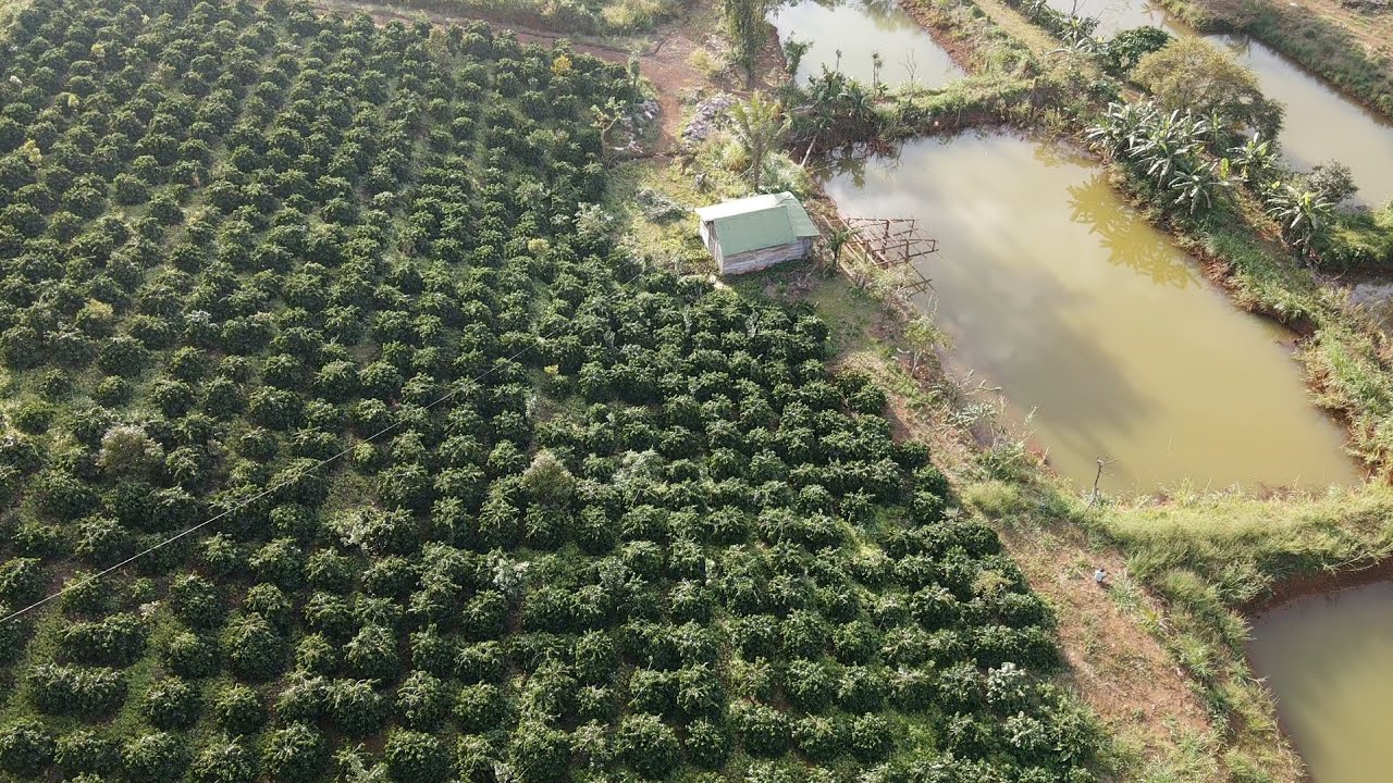 Bán gấp nhà vườn gần trung tâm nguồn thu ổn định giá rẻ bèo Lh 0979.653.223