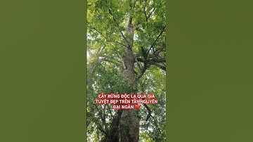 CÂY RỪNG ĐỘC LẠ HIẾM CÓ KHÓ TÌM TRONG RỪNG SÂU TÂY NGUYÊN