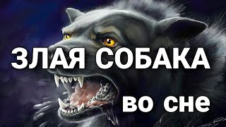 К чему снится злая собака, что значит злая собака или стая собак во сне? | Толкование снов